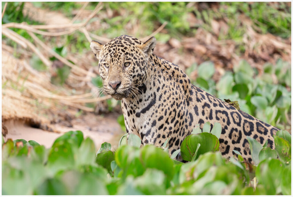 Jaguar in the Pantanal in Brazil - Wildlife monitoring in Pantanal