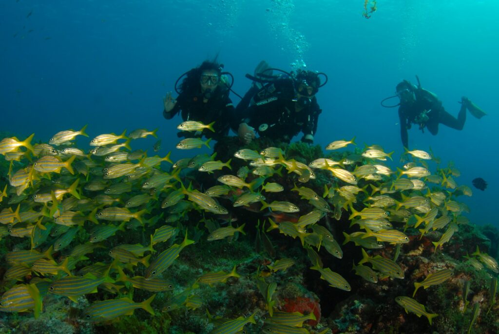 man in blue and black diving suit in Fernando de Noronha