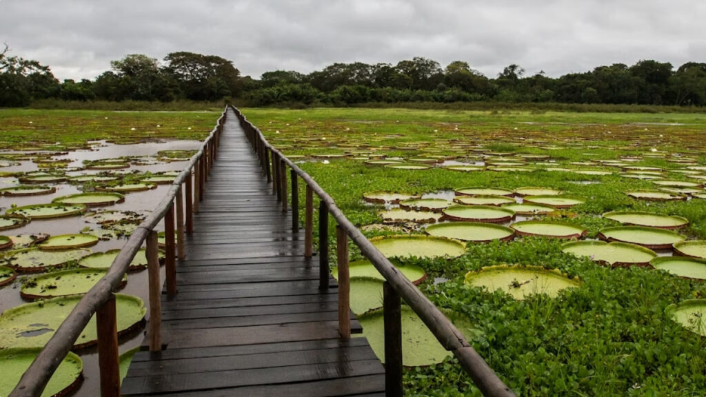 Pantanal