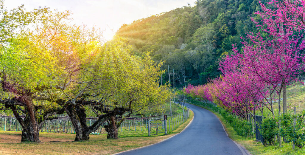 Best Road Trips in the US for Every Season - Bloom and Zoom: Best Spring Road Trips